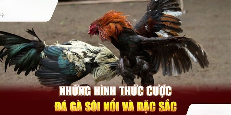 Một số loại cửa cược quen thuộc của đá gà J88