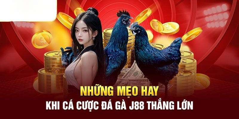 Cá cược đá gà J88 hiệu quả nhờ các chiến thuật