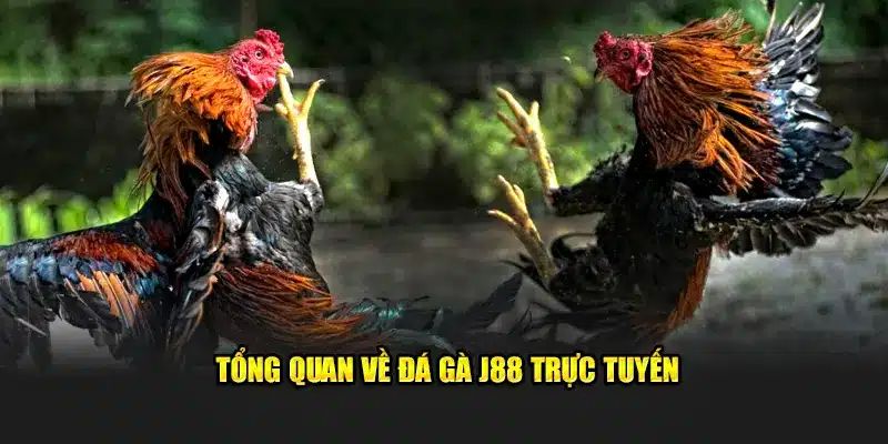 Hiểu thêm đá gà J88 qua phần giới thiệu